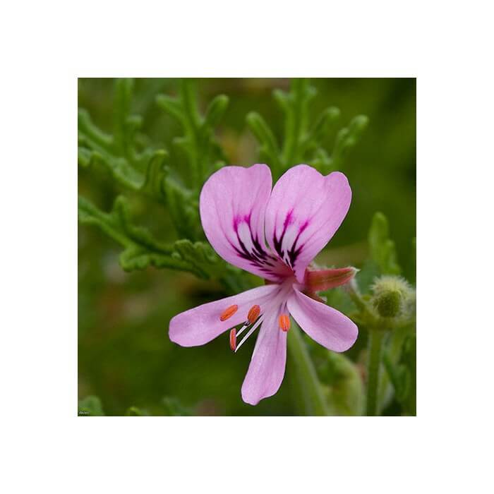 geranium etarsko ulje